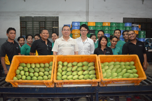 ゴールデンマンゴー フィリピン１