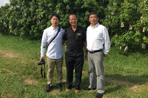 ゴールデンマンゴー タイ１