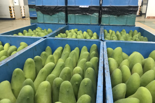 ゴールデンマンゴー タイ２