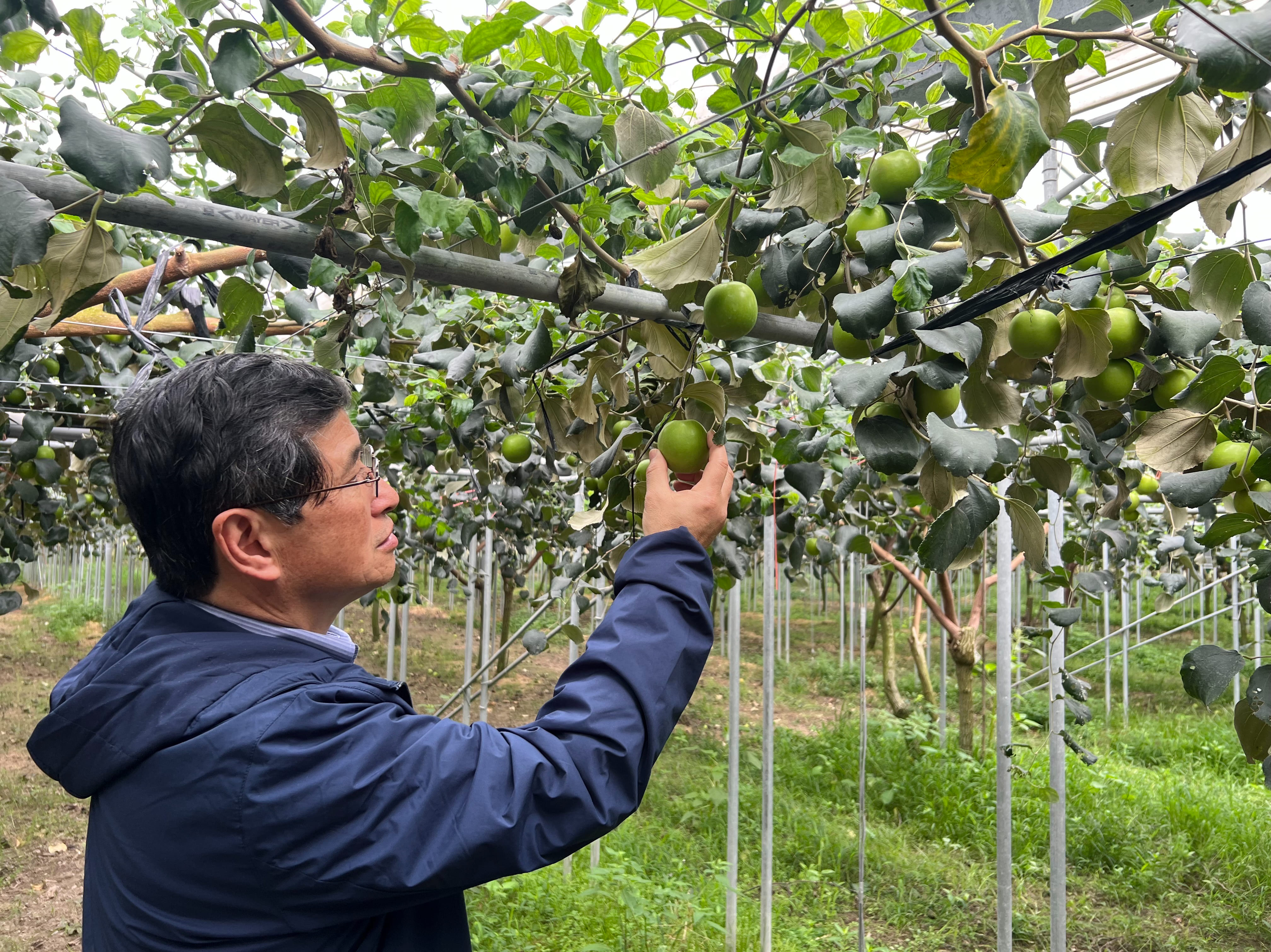 台湾　ナツメ２