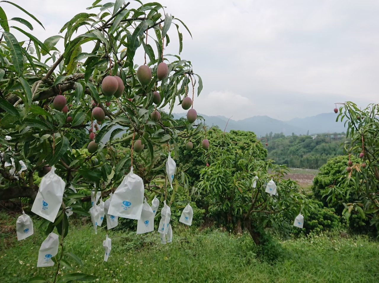 アップルマンゴー